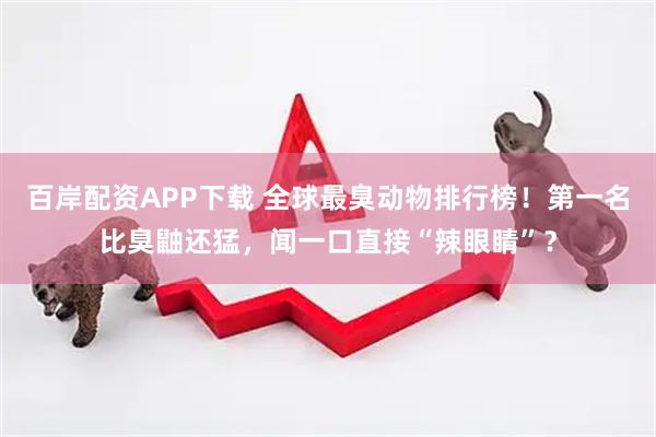 百岸配资APP下载 全球最臭动物排行榜！第一名比臭鼬还猛，闻一口直接“辣眼睛”？